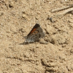 Lucia limbaria at Stromlo, ACT - 11 Nov 2021