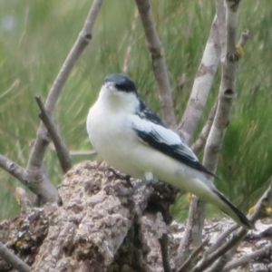 Lalage tricolor at Stromlo, ACT - 11 Nov 2021