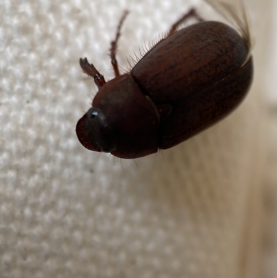 Sericesthis nigrolineata (Dusky pasture scarab) at Jerrabomberra, NSW - 13 Nov 2021 by Steve_Bok