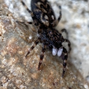 Sondra sp. (genus) at Jerrabomberra, NSW - suppressed