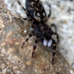 Sondra sp. (genus) at Jerrabomberra, NSW - 13 Nov 2021