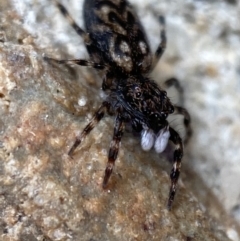 Sondra sp. (genus) (A jumping spider) at Jerrabomberra, NSW - 13 Nov 2021 by Steve_Bok