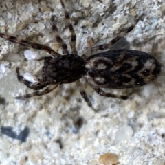 Sondra sp. (genus) at Jerrabomberra, NSW - 13 Nov 2021