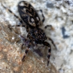 Sondra sp. (genus) at Jerrabomberra, NSW - 13 Nov 2021