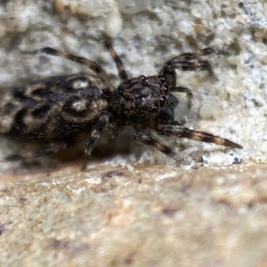 Sondra sp. (genus) at Jerrabomberra, NSW - suppressed