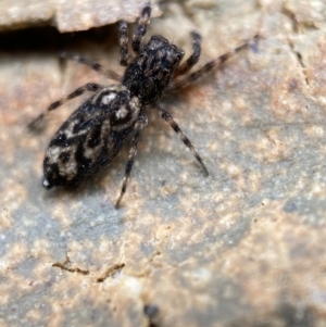 Sondra sp. (genus) at Jerrabomberra, NSW - suppressed