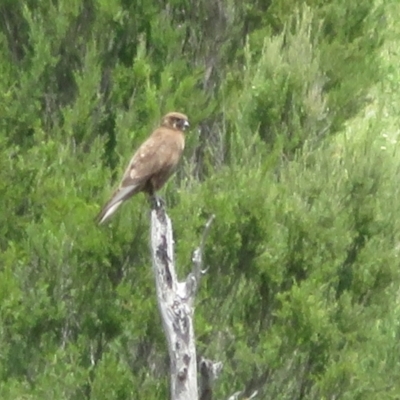 Falco berigora (Brown Falcon) at Coree, ACT - 11 Nov 2021 by Christine