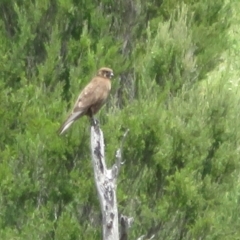 Falco berigora (Brown Falcon) at Stony Creek - 11 Nov 2021 by Christine