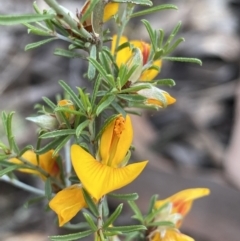 Unidentified Pea (TBC) at Grenfell, NSW - 5 Nov 2021 by RAllen
