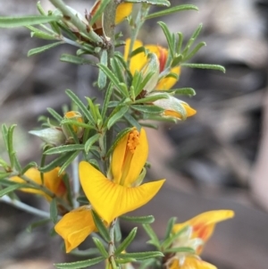 Unidentified Pea (TBC) at suppressed by RAllen