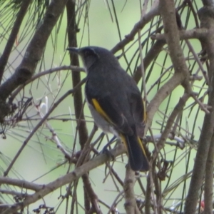 Phylidonyris pyrrhopterus at Stromlo, ACT - 11 Nov 2021