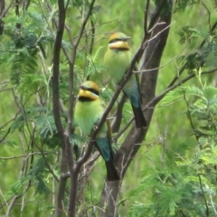 Merops ornatus (Rainbow Bee-eater) at Uriarra Recreation Reserve - 11 Nov 2021 by Christine