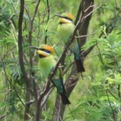 Merops ornatus at Stromlo, ACT - 11 Nov 2021