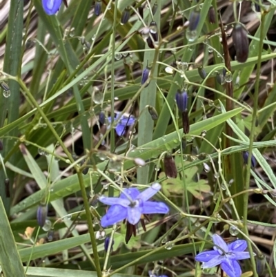 Dianella sp. (Flax Lily) at Grenfell, NSW - 5 Nov 2021 by RAllen