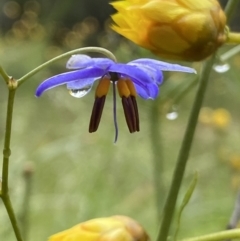 Dianella sp. at Grenfell, NSW - 5 Nov 2021