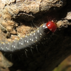 Oenosandra boisduvalii (Boisduval's Autumn Moth) at Mount Mugga Mugga - 7 Nov 2021 by Christine