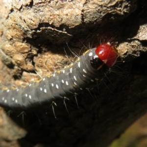 Oenosandra boisduvalii at Jerrabomberra, ACT - 7 Nov 2021 03:46 PM