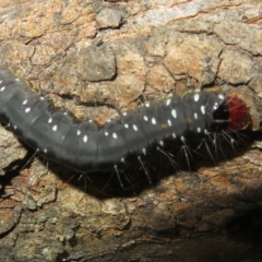 Oenosandra boisduvalii at Jerrabomberra, ACT - 7 Nov 2021 03:46 PM