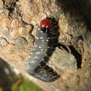 Oenosandra boisduvalii at Jerrabomberra, ACT - 7 Nov 2021 03:46 PM