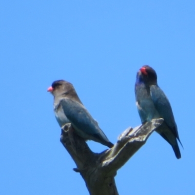 Eurystomus orientalis (Dollarbird) at Stromlo, ACT - 8 Nov 2021 by Christine