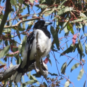 Cracticus nigrogularis at Stromlo, ACT - 8 Nov 2021