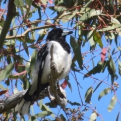 Cracticus nigrogularis (Pied Butcherbird) at Stromlo, ACT - 8 Nov 2021 by Christine
