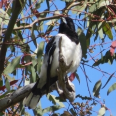 Cracticus nigrogularis at Stromlo, ACT - 8 Nov 2021 11:00 AM