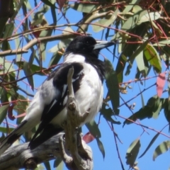 Cracticus nigrogularis at Stromlo, ACT - 8 Nov 2021