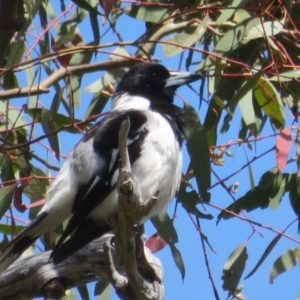 Cracticus nigrogularis at Stromlo, ACT - 8 Nov 2021 11:00 AM