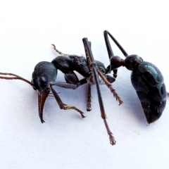 Myrmecia simillima (A Bull Ant) at Crooked Corner, NSW - 1 Mar 2018 by Milly