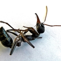 Myrmecia simillima at Crooked Corner, NSW - 1 Mar 2018