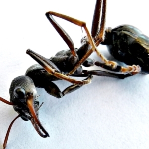 Myrmecia simillima at Crooked Corner, NSW - 1 Mar 2018