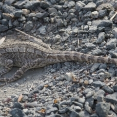 Amphibolurus muricatus (Jacky Lizard) at QPRC LGA - 30 Nov 2016 by WHall