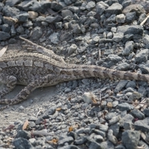 Amphibolurus muricatus at Googong, NSW - 30 Nov 2016