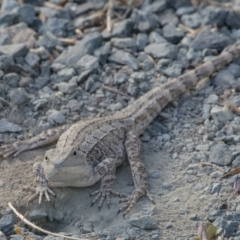 Amphibolurus muricatus at Googong, NSW - 30 Nov 2016