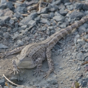 Amphibolurus muricatus at Googong, NSW - 30 Nov 2016