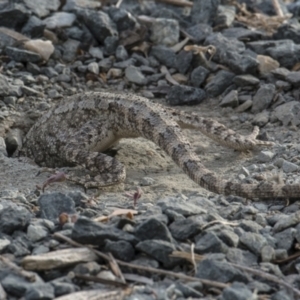 Amphibolurus muricatus at Googong, NSW - 30 Nov 2016