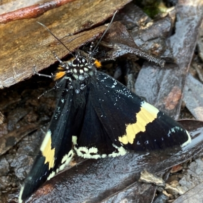 Eutrichopidia latinus (Yellow-banded Day-moth) at Black Mountain - 13 Nov 2021 by AJB