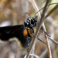 Eutrichopidia latinus at Molonglo Valley, ACT - 13 Nov 2021