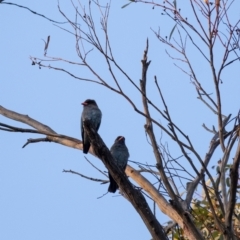 Eurystomus orientalis (Dollarbird) at Penrose, NSW - 9 Nov 2021 by Aussiegall