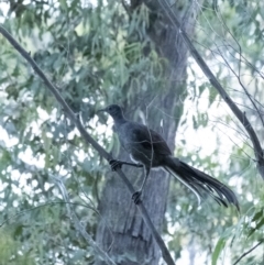 Menura novaehollandiae (Superb Lyrebird) at Penrose, NSW - 9 Nov 2021 by Aussiegall