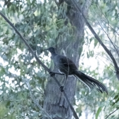 Menura novaehollandiae (Superb Lyrebird) at Penrose - 9 Nov 2021 by Aussiegall