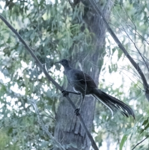 Menura novaehollandiae at Penrose, NSW - 9 Nov 2021