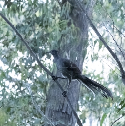 Menura novaehollandiae (Superb Lyrebird) at Penrose, NSW - 9 Nov 2021 by Aussiegall