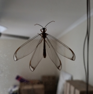 Nymphes myrmeleonoides (TBC) at suppressed by AaronClausen