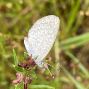 Zizina otis at Stromlo, ACT - 13 Nov 2021