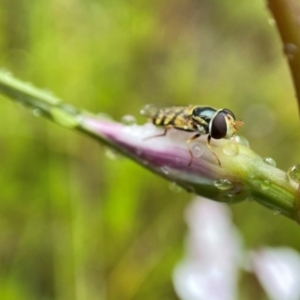 Simosyrphus grandicornis at Stromlo, ACT - suppressed