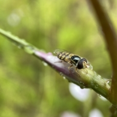 Simosyrphus grandicornis at Stromlo, ACT - suppressed