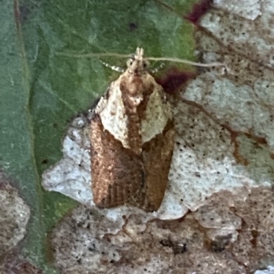 Epiphyas postvittana (Light Brown Apple Moth) at Jerrabomberra, NSW - 13 Nov 2021 by Steve_Bok