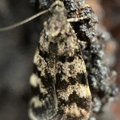 Barea phaeomochla (Barea phaeomochla) at Jerrabomberra, NSW - 13 Nov 2021 by SteveBorkowskis